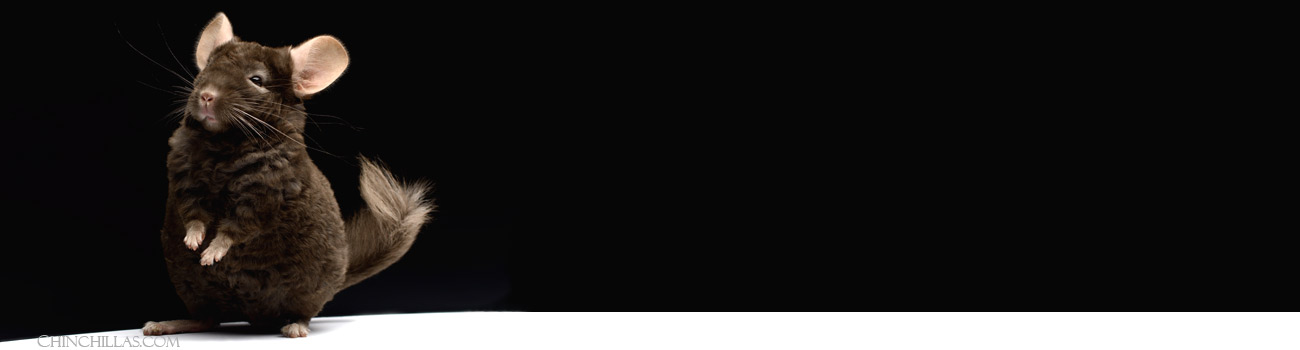 Feature Image for Locken / Curly Chinchillas